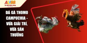 Đá Gà Thomo Campuchia - Vừa Giải Trí, Vừa Săn Thưởng